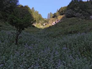 Prati fioriti sulle montagne di Longarone