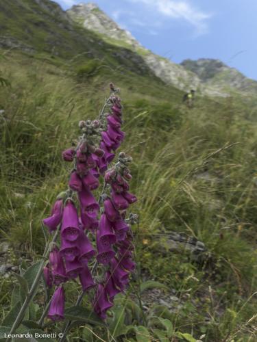Digitalis Purpurea western Pyrenees