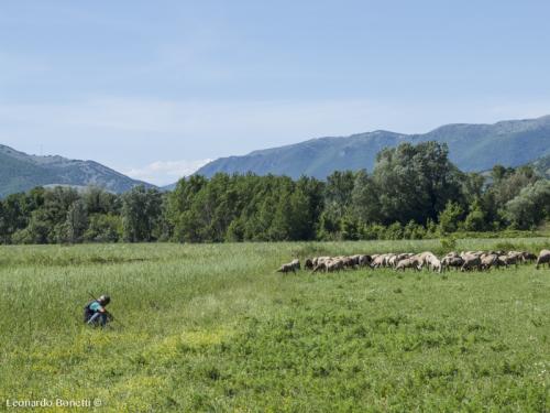 Gregge di pecore con pastore