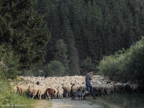 Gregge di pecore sulla ciclopedonale di Lillaz - Valle di Cogne