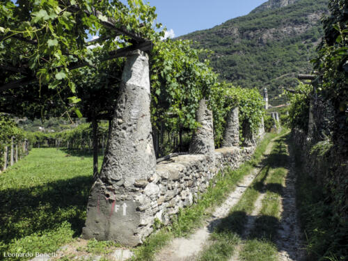 La Via Francigena in Valle d'Aosta - Vigneti a pergola