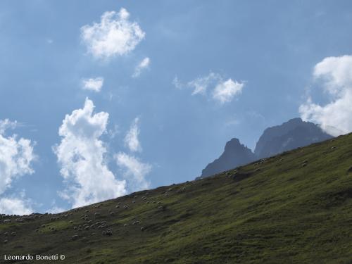 Pecore al Pic du Midi d'Ossau